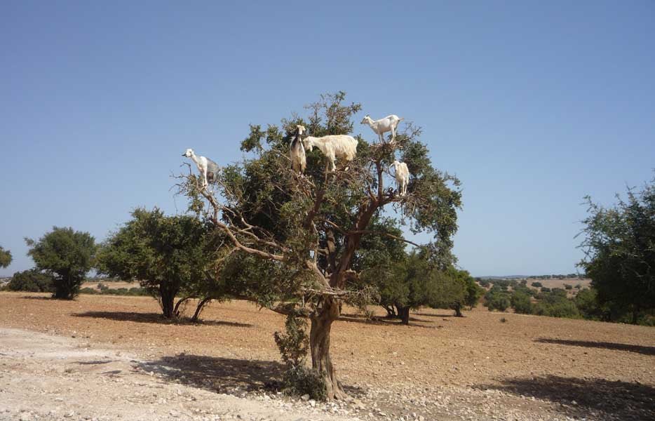 Argan Country - Kenzul Atlas