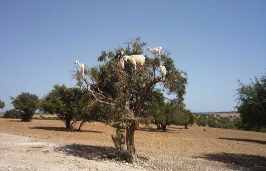 Argan Country - Kenzul Atlas