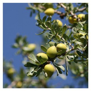 Argan Oil 100ml - Kenzul Atlas